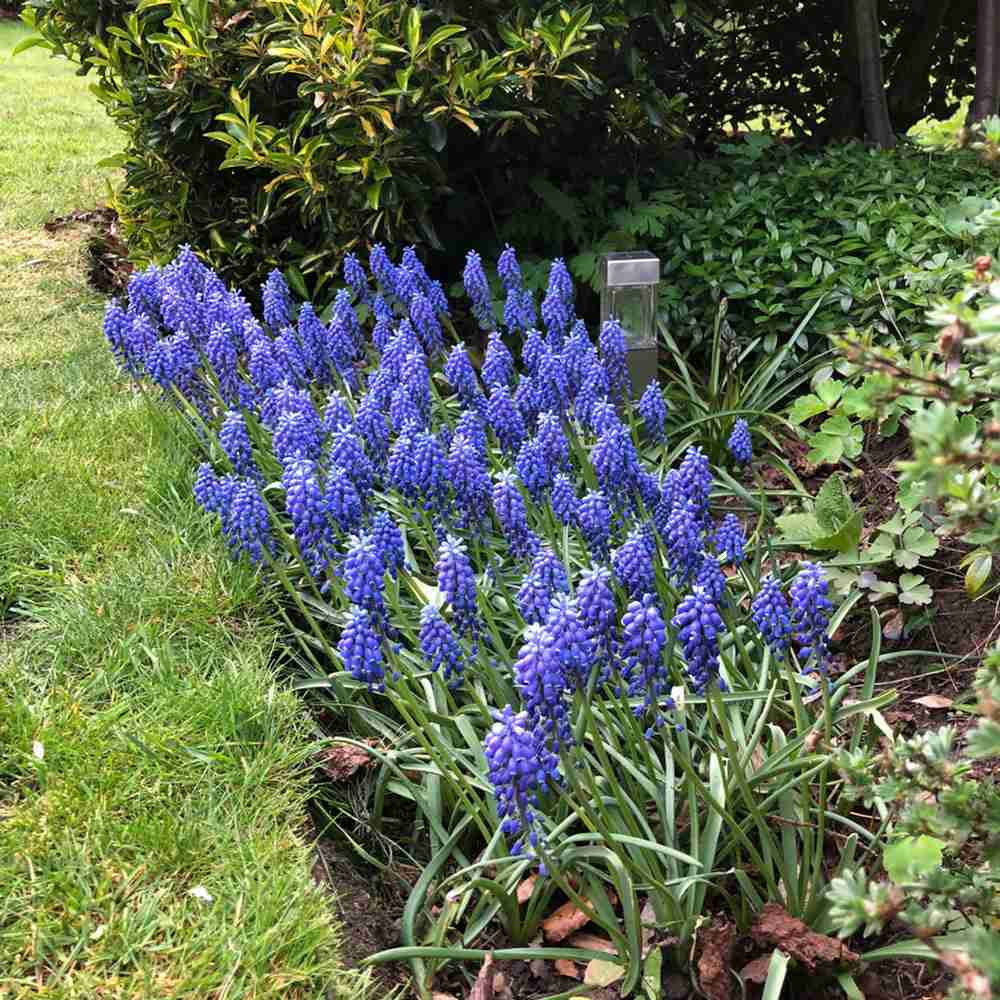 Zambila Struguras albastru (Muscari Armeniacum) - ghiveci cu 12 bulbi - VERDENA-flori lila, ghiveci de 1.3 l
