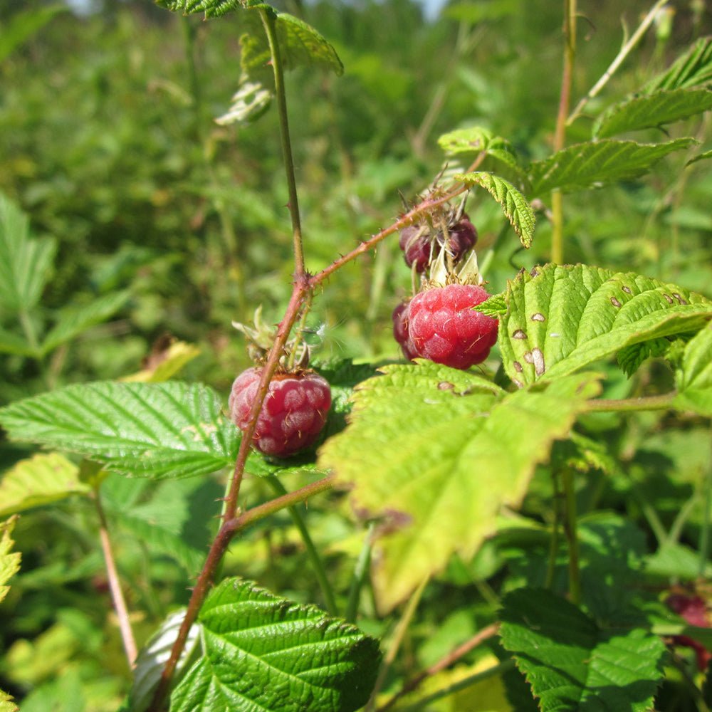 Zmeur (Rubus Idaeus) - VERDENA-25-30 cm inaltime livrat in ghiveci de 1.3 L